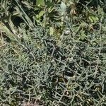 Asparagus horridus Квітка