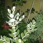 Feijoa sellowiana 葉