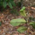 Baphia pubescens Φύλλο