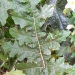 Solanum sisymbriifolium Folio