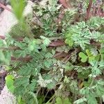 Corydalis flavula Leaf