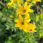 Engelmannia peristenia Flor