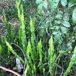 Asplenium scolopendriumLeaf