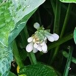 Hosta sieboldianaÕis