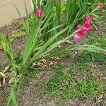 Gladiolus communis عادت داشتن