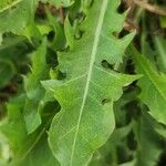 Taraxacum sonchoides Hoja