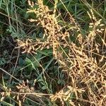 Puccinellia distans Blodyn