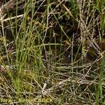 Carex pauciflora Hábito