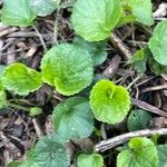 Viola odorata Blatt