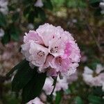 Rhododendron pachytrichum Λουλούδι