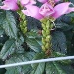 Chelone lyonii Flower