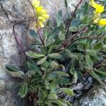 Biscutella intermedia Hoja