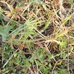 Tridax procumbens Folio