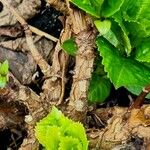 Hydrangea macrophylla Bark