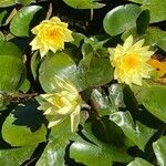 Nymphaea mexicana Flor