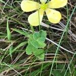 Ranunculus flammula Habitatea