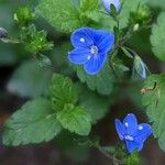 Veronica chamaedrys Cvijet