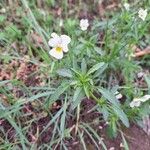 Viola arvensisFlower