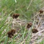 Carex foetida ফুল