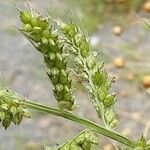 Setaria verticillata Fruto