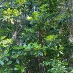 Magnolia virginiana Kůra