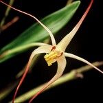 Dendrobium begaudii Plod