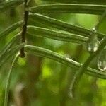 Abies grandis Ravina