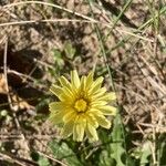 Malacothrix fendleri Flower