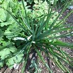 Camassia quamash Leaf