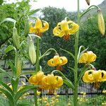 Lilium monadelphum Flower