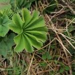 Alchemilla vulgaris برگ