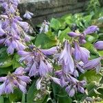 Hosta plantagineaFlor