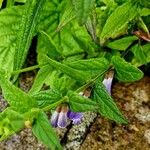 Scutellaria galericulata Hostoa