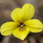 Viola purpurea Flower