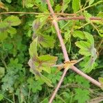 Pelargonium multibracteatum Leaf