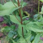 Epilobium ciliatum Leaf
