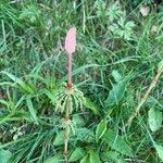 Equisetum sylvaticum Folha