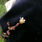 Saxifraga strigosa Outro