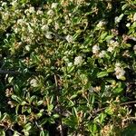 Cotoneaster dammeri Habit