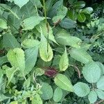Bistorta amplexicaulis Frunză