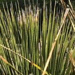 Dasylirion leiophyllum Yaprak