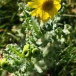 Senecio vernalis Flower