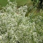 Galium elongatum Цветок