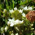 Gentianella campestris 花