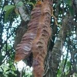 Mucuna urens Fruto