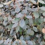 Elaeagnus macrophylla 形態