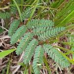 Mimosa quadrivalvis Leaf