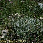 Antennaria carpatica 整株植物