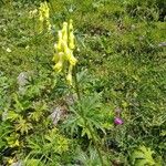 Aconitum lycoctonumÇiçek