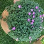 Erodium corsicum Fleur